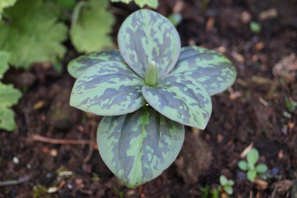 trillium-sessile-typer-sessile-types